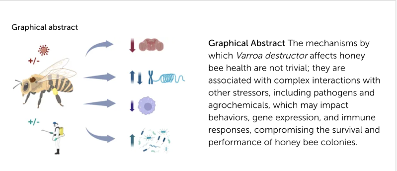  Graphical Abstract Varroa Stressors 