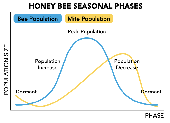 Honey Bee Seasonal Phases