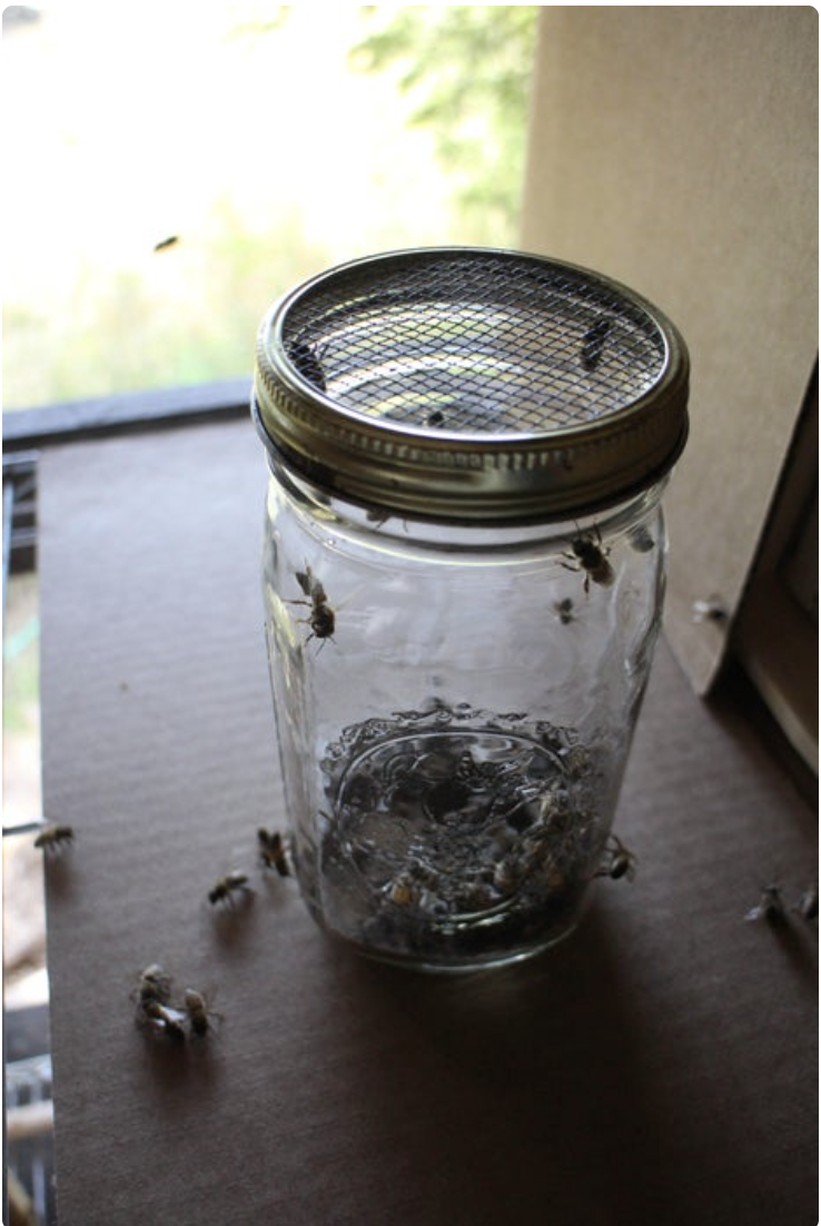 Sugar Shake test Jar